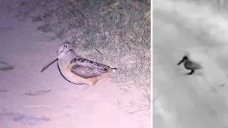 Thumbnail: Woodcock PEENT! and Skydance (thermal footage)