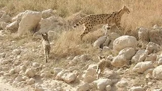 Thumbnail: 2024 Tanzania safari full-length video, Part 2