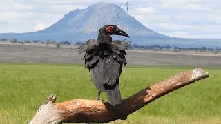 Thumbnail: 2024 Tanzania safari full-length video, Part 1