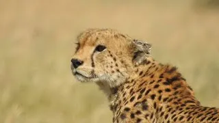 Thumbnail: 2024 Tanzania safari wildlife adventure