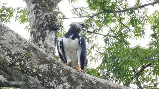 Thumbnail: 2023 Ecuador: the Amazon and the Andes