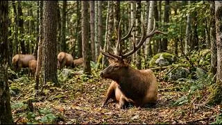 Thumbnail: Deer, Macaws, and More: Animal Park Highlights