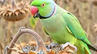 Thumbnail: Ai create Beautiful Natural Parrots Video. High quality parrot video.4k 