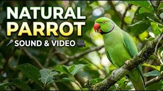 Thumbnail: Natural parrot sound and video