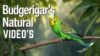 Thumbnail: Natural budgerigar's birds  video's . #budgerigar #birds  . beautiful birds