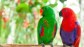 Thumbnail: natural parrot sound . Azaaj📸🎥#parrot #birds #animals #youtube #beautiful #vairal #shortvideo #world