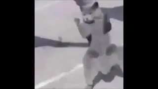 Thumbnail: Dancin Cat MEME