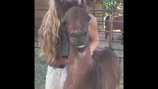 Thumbnail: Animales Sonriendo LOL - AWWWW