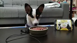 Thumbnail: Pochee The Corgi | Coco & Joe BARF ASMR | Finish in 1 minute!