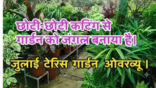 Thumbnail: Turned my terrace garden into a jungle using small cuttings! July garden overview.