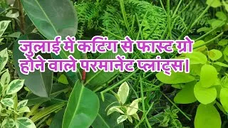 Thumbnail: Permanent plants that grow fast from cuttings in July.