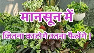 Thumbnail: The more you prune them in the monsoon, the more they will spread.