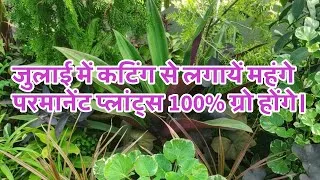 Thumbnail: Plant expensive permanent plants from cuttings in July, they will grow 100%.
