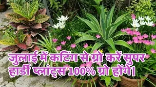 Thumbnail: Grow super hardy plants from cuttings in July, they will grow 100% successfully.
