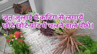 Thumbnail: Plants that can be grown from cuttings in June-July and thrive in small pots.