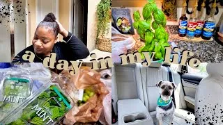 Thumbnail: Slow Living Vlog | Milo’s Grooming Day | Enjoying the Little Things | Fresh Watermelon Juice | Vlog