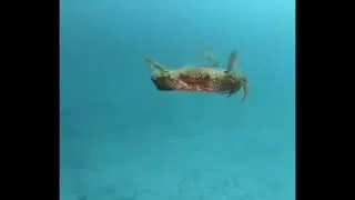 Thumbnail: crab takes off