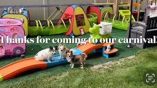 Thumbnail: End of Summer Party! Dog Carnival Activities!