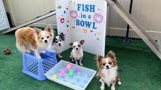 Thumbnail: Dogs play the classic carnival fish game! Using our “touch” dog trick