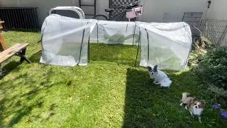 Thumbnail: Testing out our new potty tunnels! Winter preparation with small dogs!
