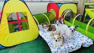 Thumbnail: Creating an Enrichment Fun House for My Dogs Carnival! 