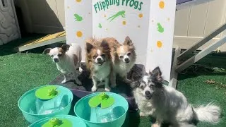 Thumbnail: Flipping Frogs at the Dog Carnival!