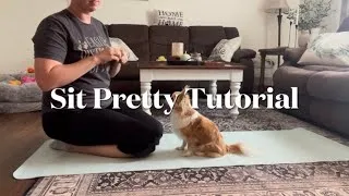 Thumbnail: How to teach your dog the “sit pretty” (beg) dog trick! 