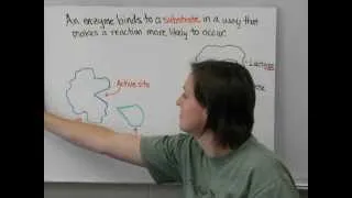 Thumbnail: Enzymes