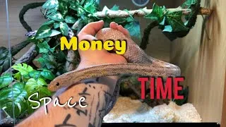 Thumbnail: REPTILE KEEPING- LIMITATIONS