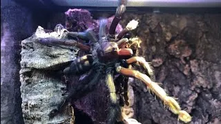Thumbnail: TARANTULA THROWS MOULT