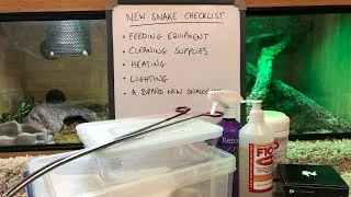 Thumbnail: HOW TO PREPARE FOR A NEW SNAKE