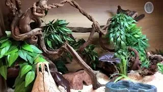 Thumbnail: MEXICAN BLACK KING SNAKE CARE GUIDE