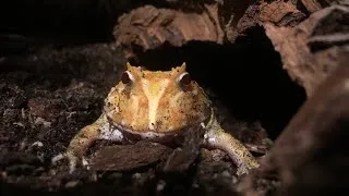 Thumbnail: PACMAN FROG CARE