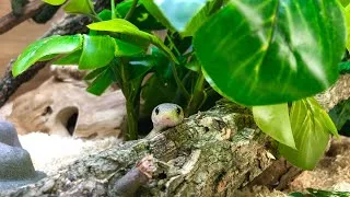 Thumbnail: SNAKE ENRICHMENT