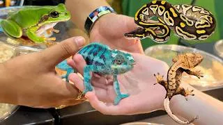 Thumbnail: Jeremy meets snakes, geckos,frogs, fish, birds| Worlds biggest pet fair