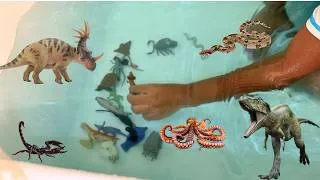 Thumbnail: BATH Dinosaurs and Animals Collection! T REX, Triceratops Learn Names with Jeremy