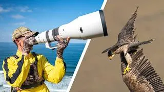 Thumbnail: Sigma 300-600mm f/4 Review for Wildlife/Bird Photography