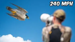 Thumbnail: I Photographed the World’s Fastest Bird