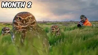 Thumbnail: Photographing America’s Tiniest Owl Family