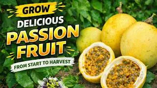 Thumbnail: Everything You Need to Know to Grow Passion Fruit Successfully