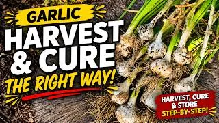 Thumbnail: Harvest & Cure Garlic in Hot Climates Without Failure