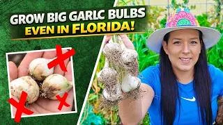 Thumbnail: When To Plant Garlic So You Get Huge Bulbs This Season