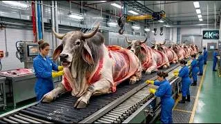 Thumbnail: Inside the White Brahman Bull Factory | How Grey Horn & Premium Leather Products Are Made