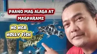 Thumbnail: paano mag alaga nang molly fish at paano sila paramihin
