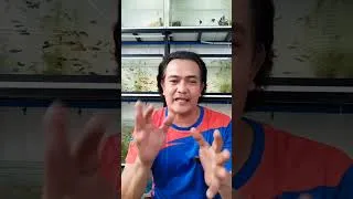 Thumbnail: BAWAL MAGPALIT NANG TUBIG SA AQUARIUM 100%