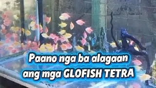 Thumbnail: PAANO ALAGAAN ANG MGA GLOFISH TETRA