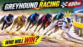 Thumbnail: What a Race! 😱 Six Greyhounds Battle for the Win! 🏁🔥