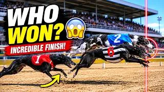 Thumbnail: Greyhound Racing – Photo Finish Thriller! 🏁🔥