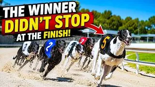 Thumbnail: Greyhound Racing – The Winner Didn't Stop at the Finish! 😲