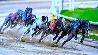 Thumbnail: Greyhound Racing – Lead Changes Every Second! What a Finish!